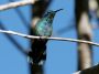 CostaRica06 - 046 * Green Violet-Ear Hummingbird